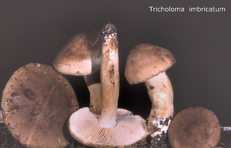 Tricholoma imbricatum-amf1883.jpg